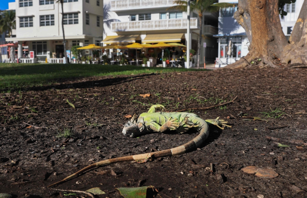 A cold-stunned green iguana lies on the ground on February 1, 2026 in Miami Beach, Florida. — Joe Raedle/Getty Images/Getty Images North America/AFP pic