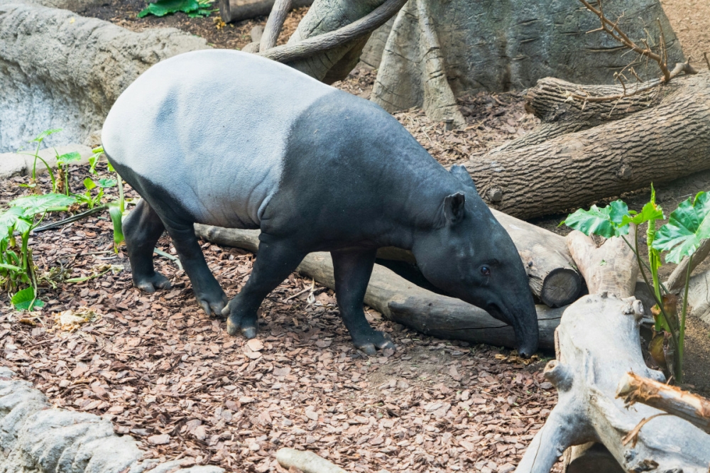 Singapore industrial estate gets an unexpected visitor: A rare Malayan tapir on a midnight wander