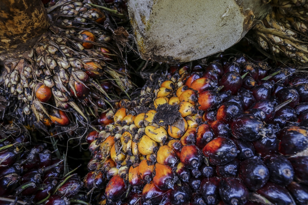 Indonesia clamps down on palm oil waste exports as Prabowo pursues energy self-sufficiency