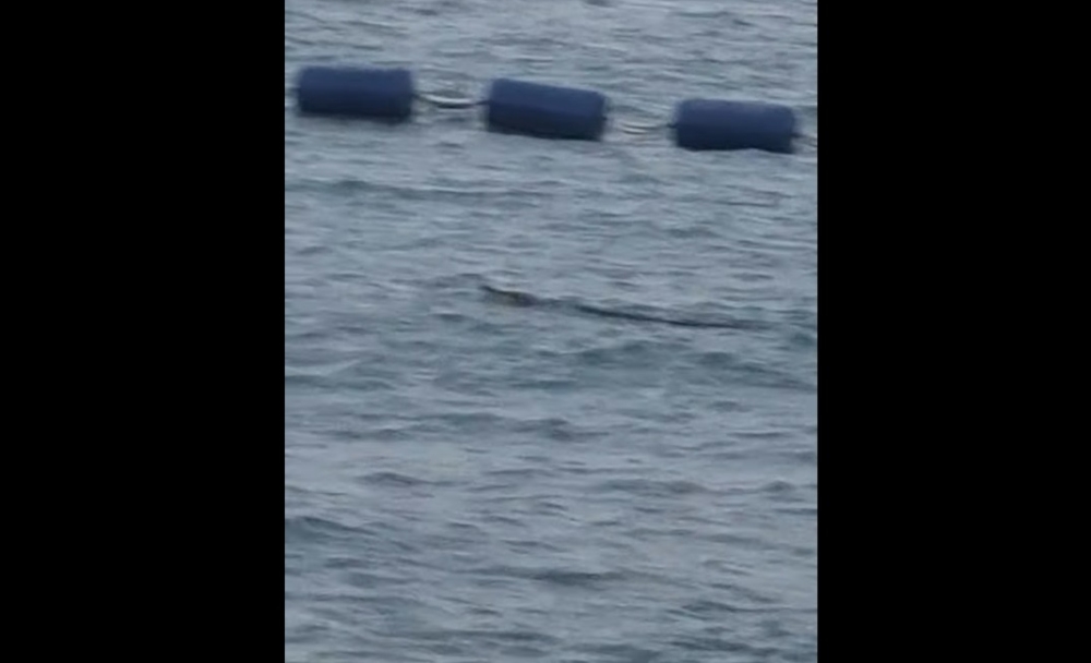The sighting comes days after a crocodile was reported in waters off Sentosa, marking the first such incident there. — Screengrab from Facebook
