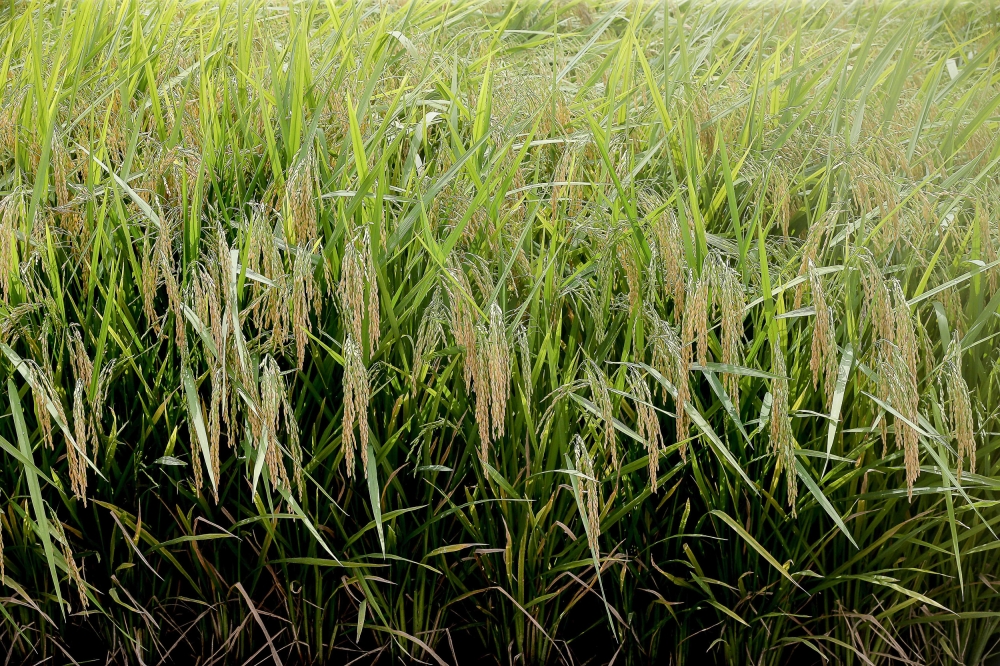 he Ministry of Agriculture and Food Security (KPKM) is conducting a study to examine the structure of domestic rice production following a drop in imported rice prices, the Dewan Rakyat was told yesterday. — Picture by Sayuti Zainudin 