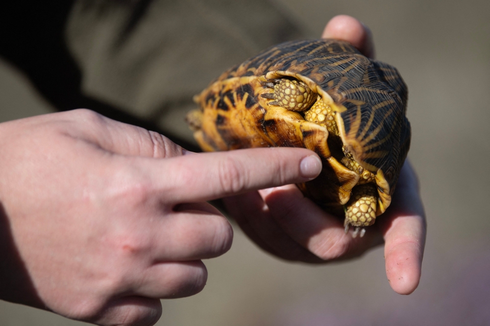 The cover of a rubber plantation failed to shield a turtle‑smuggling syndicate from a dramatic bust in Kangar. — AFP pic 