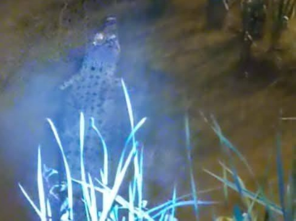 The public has been urged to exercise caution following sightings of crocodiles in several locations around Labuan. — Picture via social media