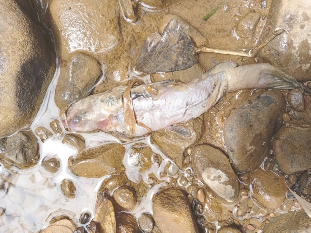 The head of Kg Bambangan Tagal said the deaths in the river started with the ‘palian’ fish but has since affected almost all types of fish. — Picture from Daily Express