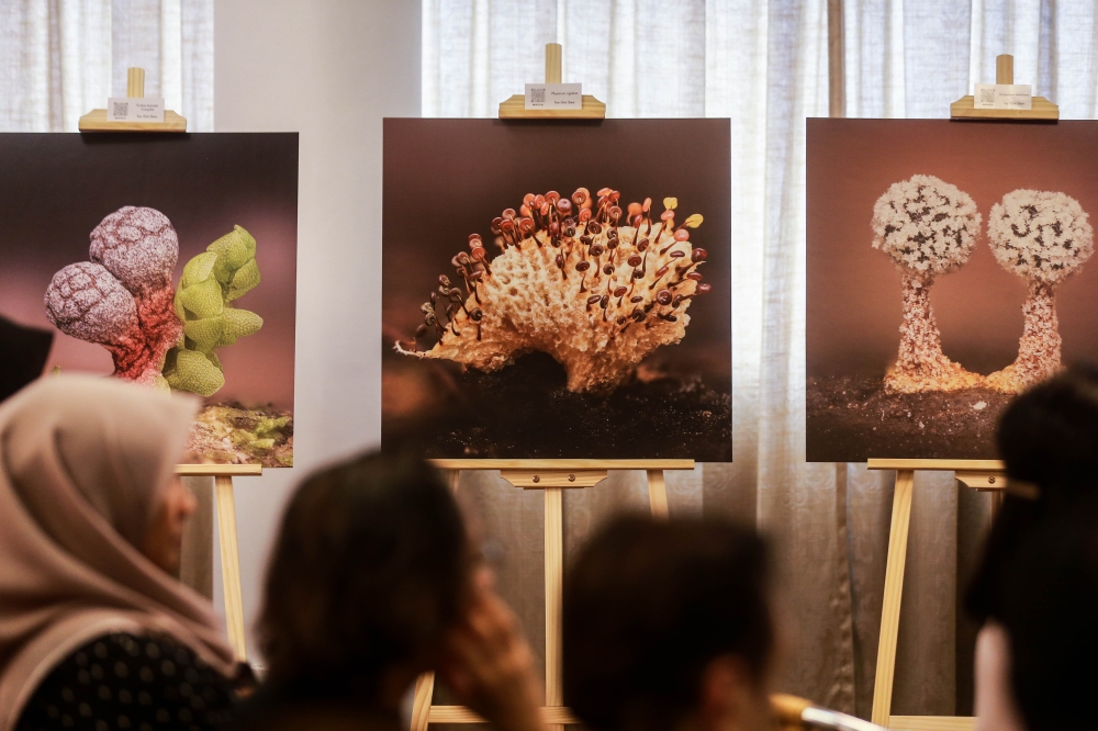 Discover the hidden world of Malaysia’s wild fungi at PJ weekend art show