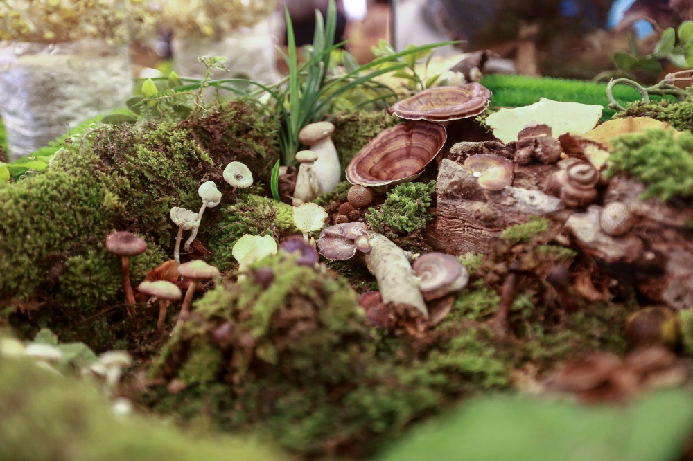 A live mushroom display is featured at the Friends of Fungi and Slime Mold exhibition at DeStage@Jaya One, Petaling Jaya, February 7, 2026. — Picture by Sayuti Zainudin