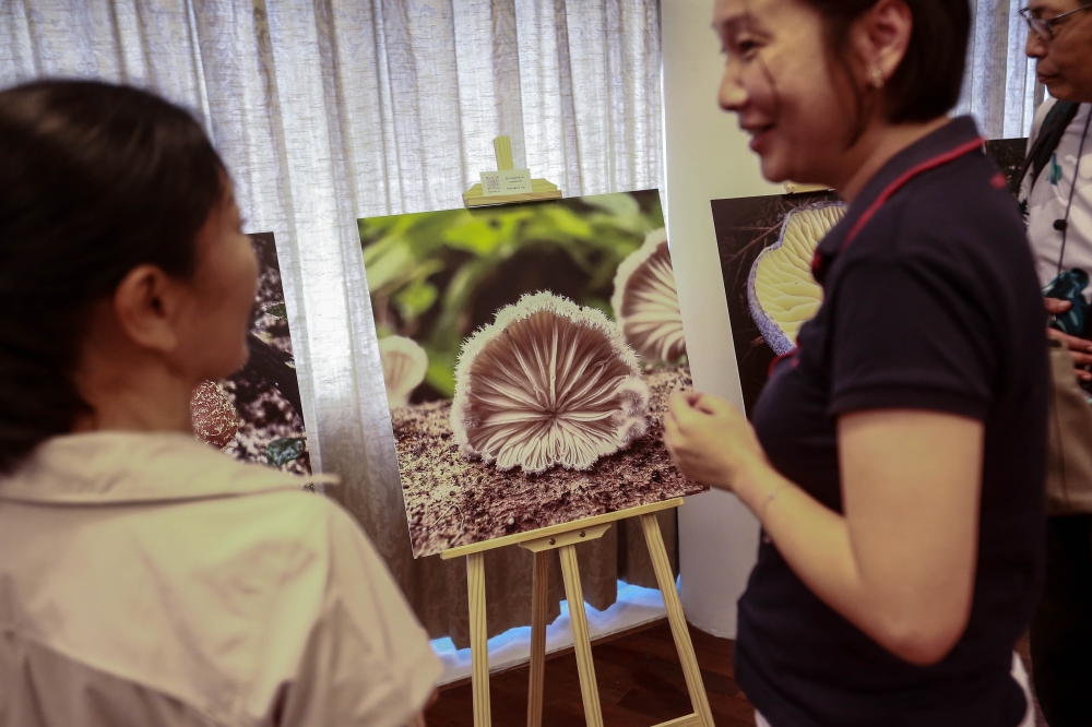 Visitors view photographs of mushrooms at the Friends of Fungi and Slime Mold exhibition at DeStage@Jaya One, Petaling Jaya, February 7, 2026. — Picture by Sayuti Zainudin