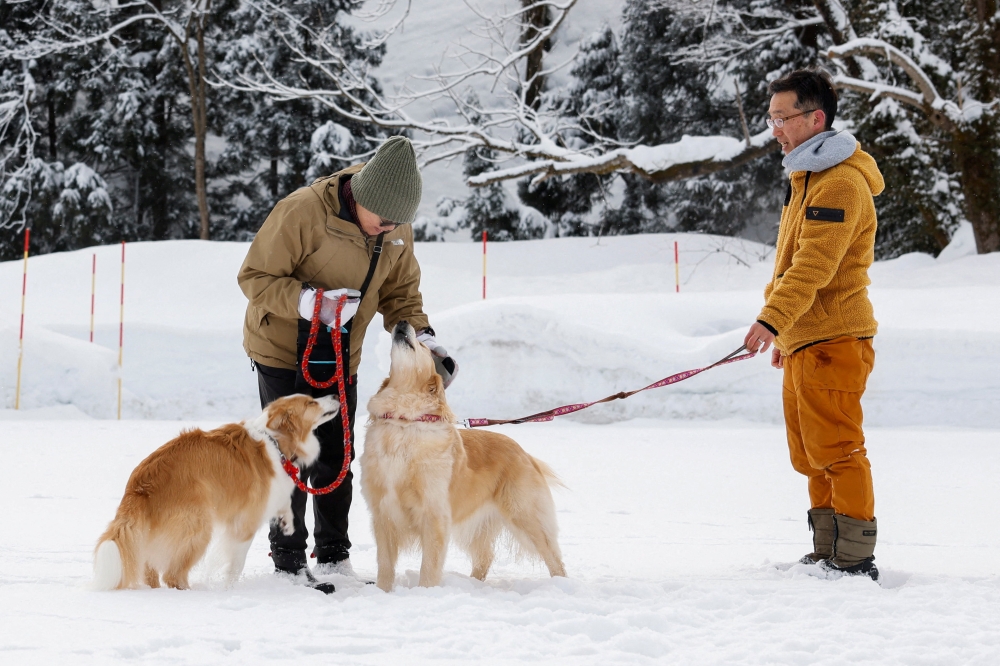 A voter pets a dog outside a polling station during the general election, in Uonuma, Niigata Prefecture, Japan, February 8, 2026. — Reuters pic