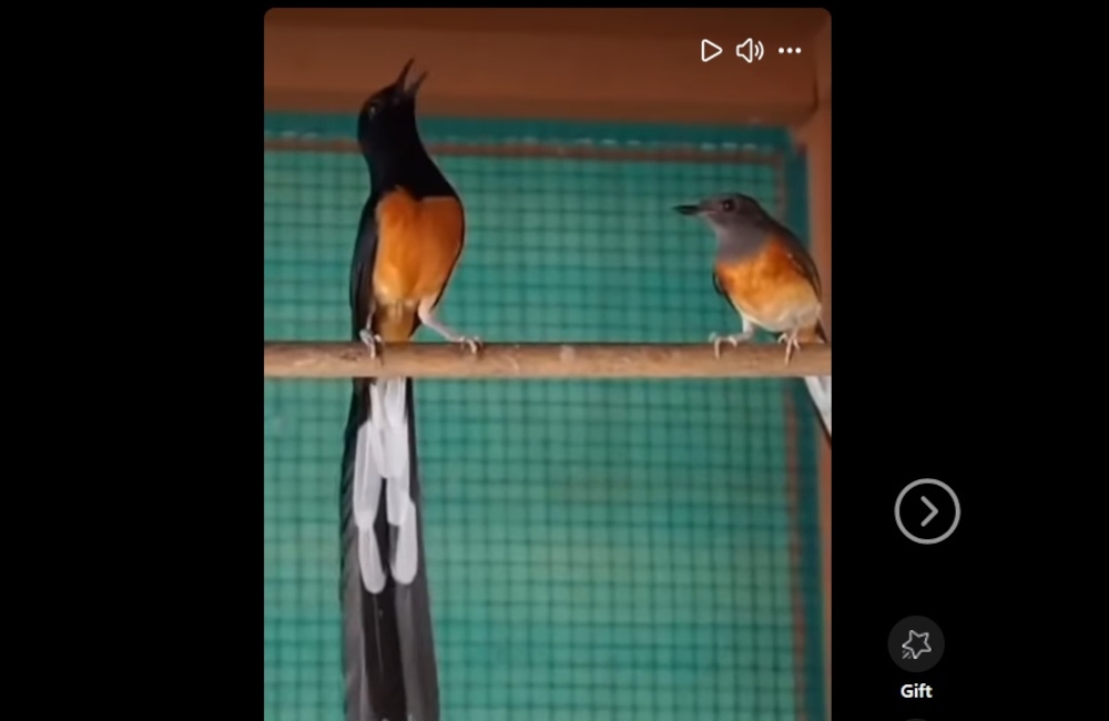 ‘A hell for birds’: Johor Perhilitan uncovers Murai Batu trafficking hub worth nearly RM1m 