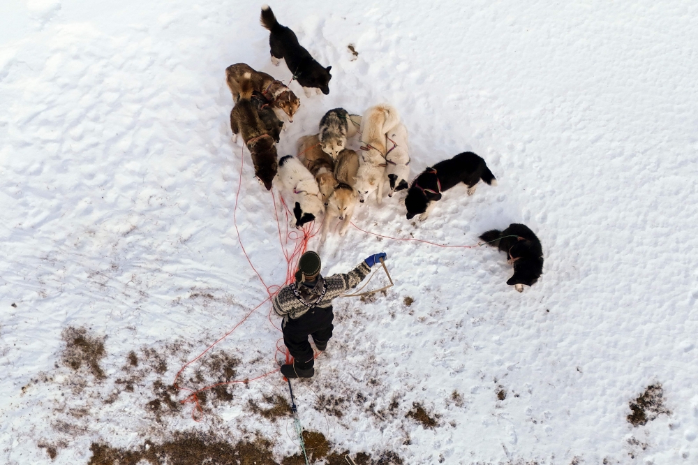 An aerial view shows Musher Nukaaraq Lennert Olsen taking a break with his sled dogs near the ‘dog town’ of Sisimiut, Greenland on January 31, 2026. This year, the winter muskox hunt, which was supposed to begin on January 31, has been postponed by the government. — AFP pic