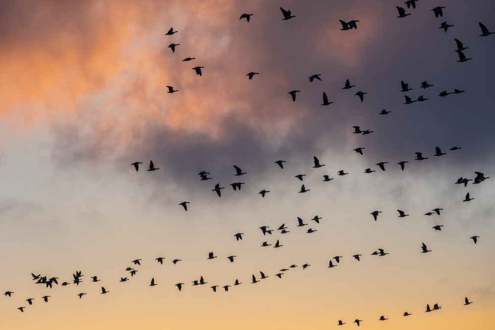 The study, published in the journal Proceedings of the Royal Society B, found clear evidence that human-generated noise significantly impacts communication risk behaviours, foraging, aggression and physiology of over 160 species of birds and had a strong effect on their habitat use and a negative impact on reproduction. — Unsplash pic