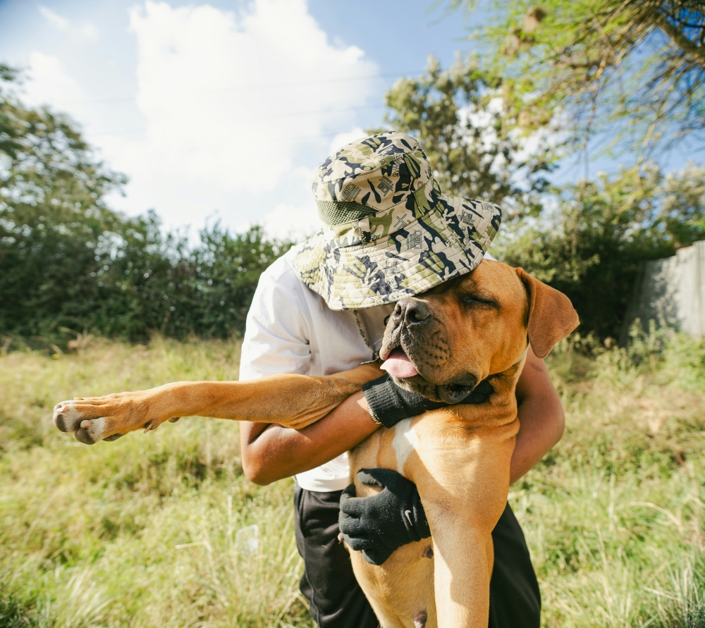 The law was inspired by local dog Bob Coveiro, who lived for 10 years in a Sao Paolo municipal cemetery after his owner was buried there, and to ‘combat prejudice against animals without a defined breed’. — Unsplash pic