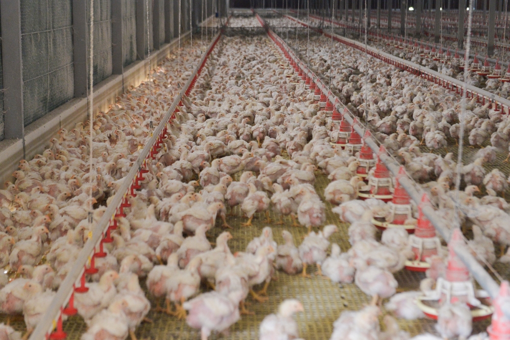 The Competition Appeal Tribunal upheld the Malaysia Competition Commission’s ruling against several feedmill companies for coordinating chicken feed prices, confirming penalties and reinforcing fair market practices. — File pic by Miera Zulyana