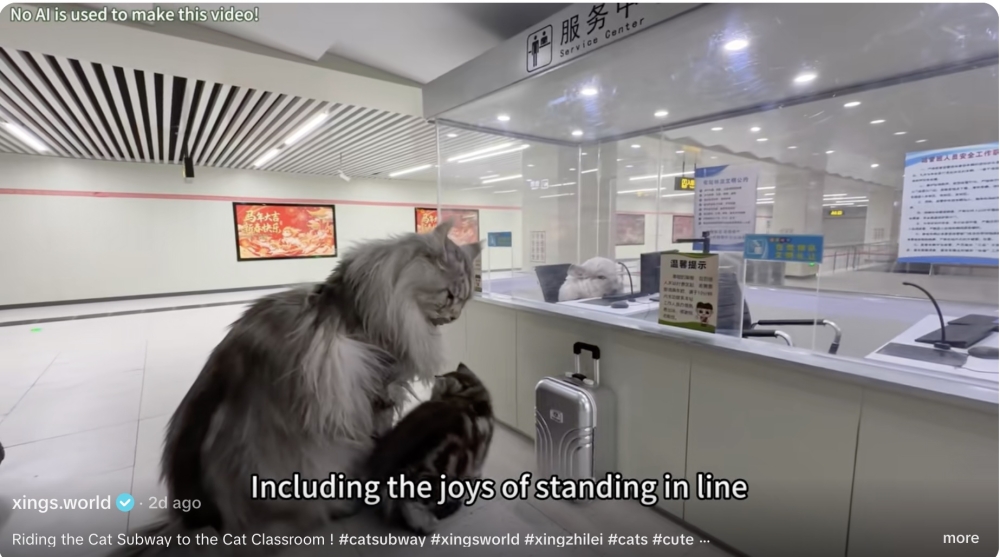 The new cat subway station even has a chinchilla-manned ticketing counter. — TikTok screenshot