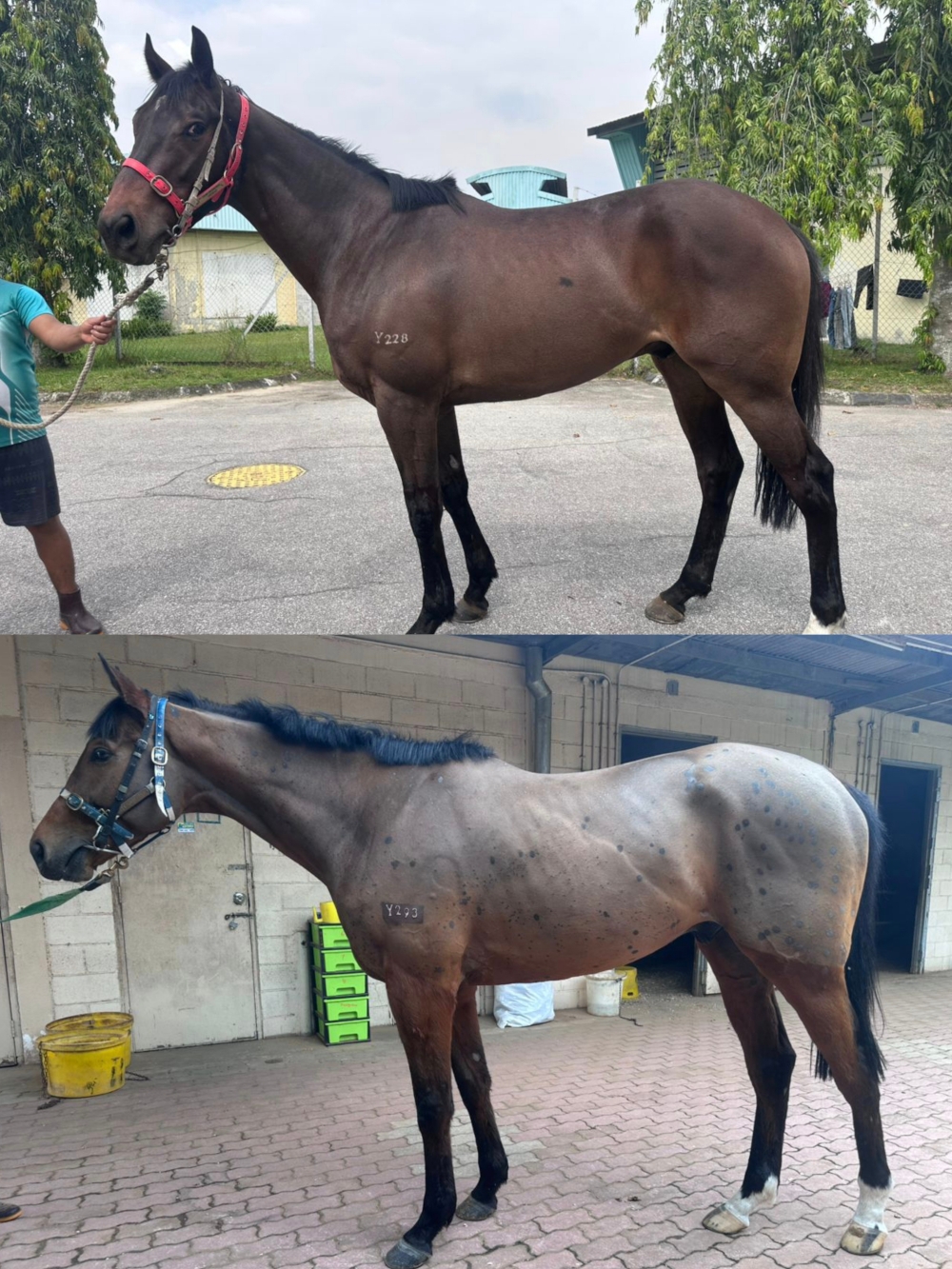 Two of the four Irish-bred geldings whose lifelong name will be decided by Umamusume fans. — Picture courtesy of Selangor Turf Club