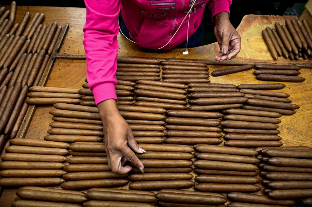 An employee organises cigars at the Partagas cigar factory in Havana, on March 2, 2023. — AFP pic 