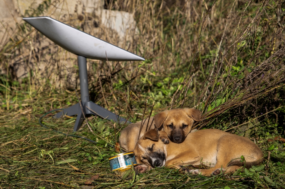 Puppies rest next to a Starlink terminal near the town of Lyman, Ukraine. Vietnam has granted a licence to Elon Musk’s Starlink to operate its satellite internet services. — Reuters pic