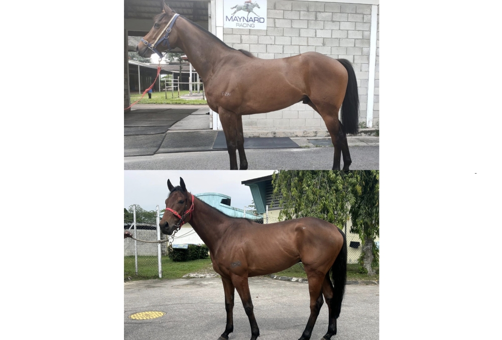 Two of the four Irish-bred geldings whose lifelong name will be decided by Umamusume fans. — Picture courtesy of Selangor Turf Club