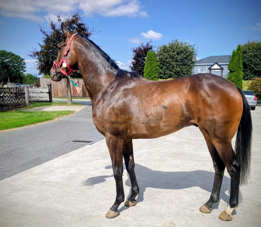 The third of the four Irish-bred geldings whose lifelong name will be decided by Umamusume fans. — Picture courtesy of Selangor Turf Club