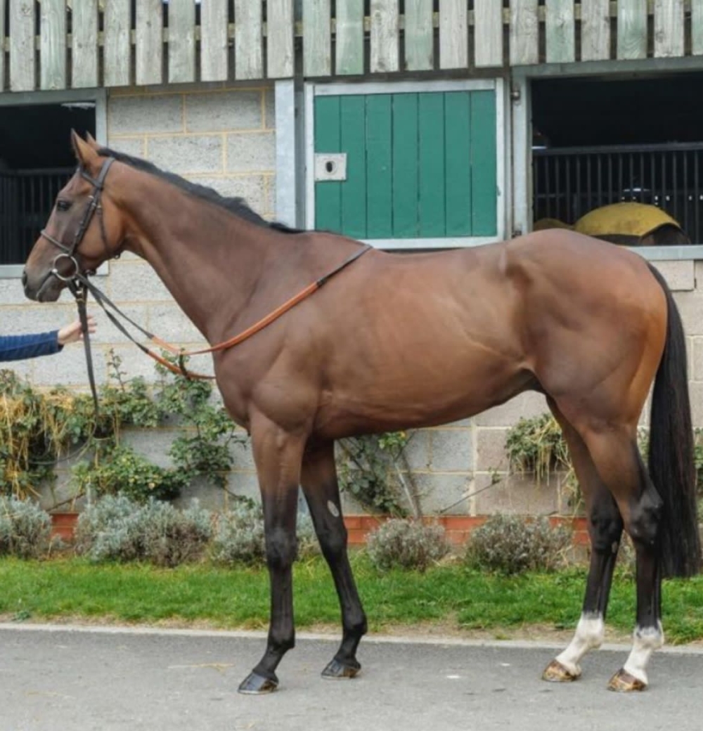 The last of four Irish-bred geldings whose lifelong name will be decided by Umamusume fans. — Picture courtesy of Selangor Turf Club