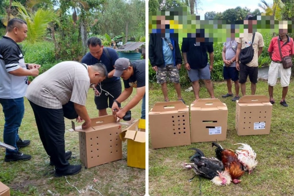 Handout combo photo shows police confiscating some items during the raid and rounding up the suspects. — The Borneo Post pic 