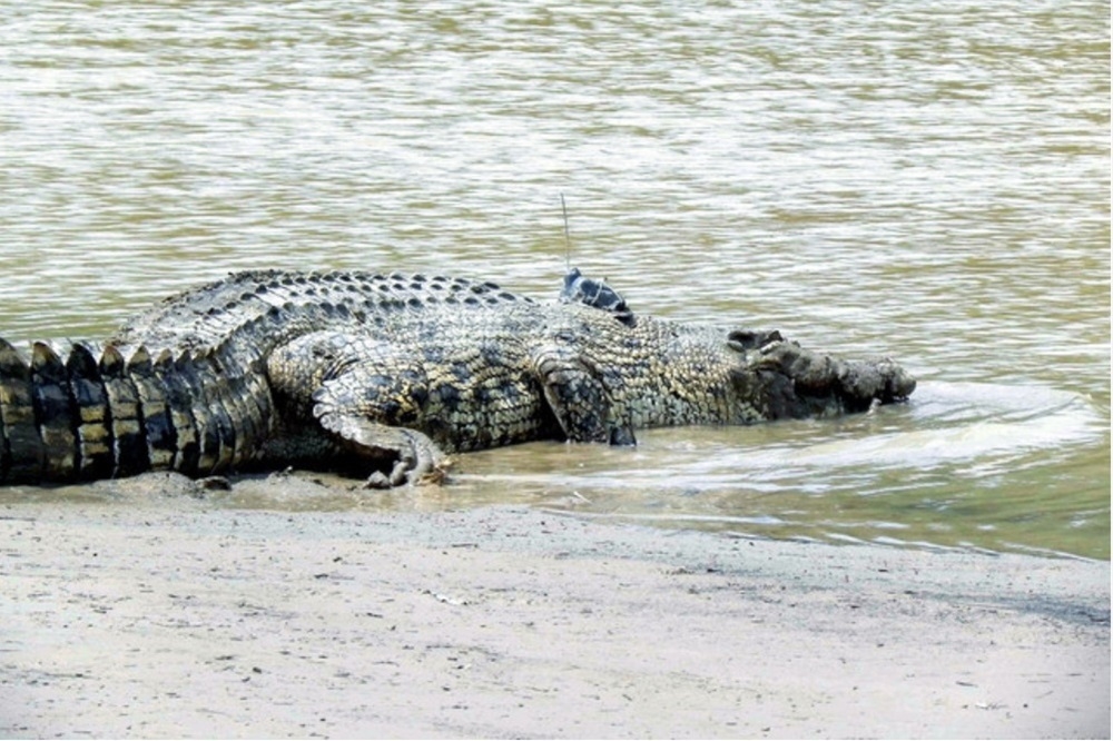 Witnesses said the man waded into the water up to his waist before the crocodile suddenly grabbed him. — Bernama file pic