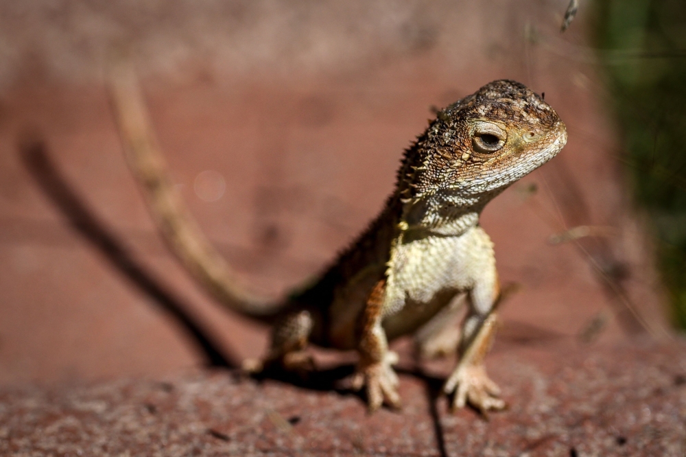 This picture taken on March 25, 2024 shows a grassland earless dragon lizard at the Tidbinbilla Nature Reserve located on the outskirts of the Australian capital city of Canberra. — AFP pic