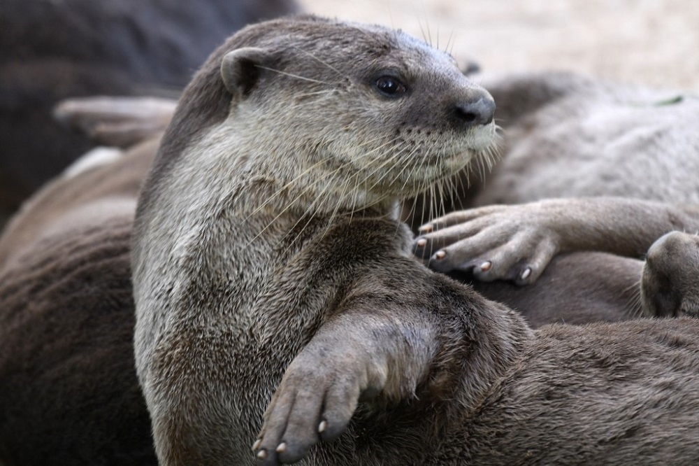 A smooth-coated otter is pictured next to a canal in Singapore on May 29, 2020. — AFP pic