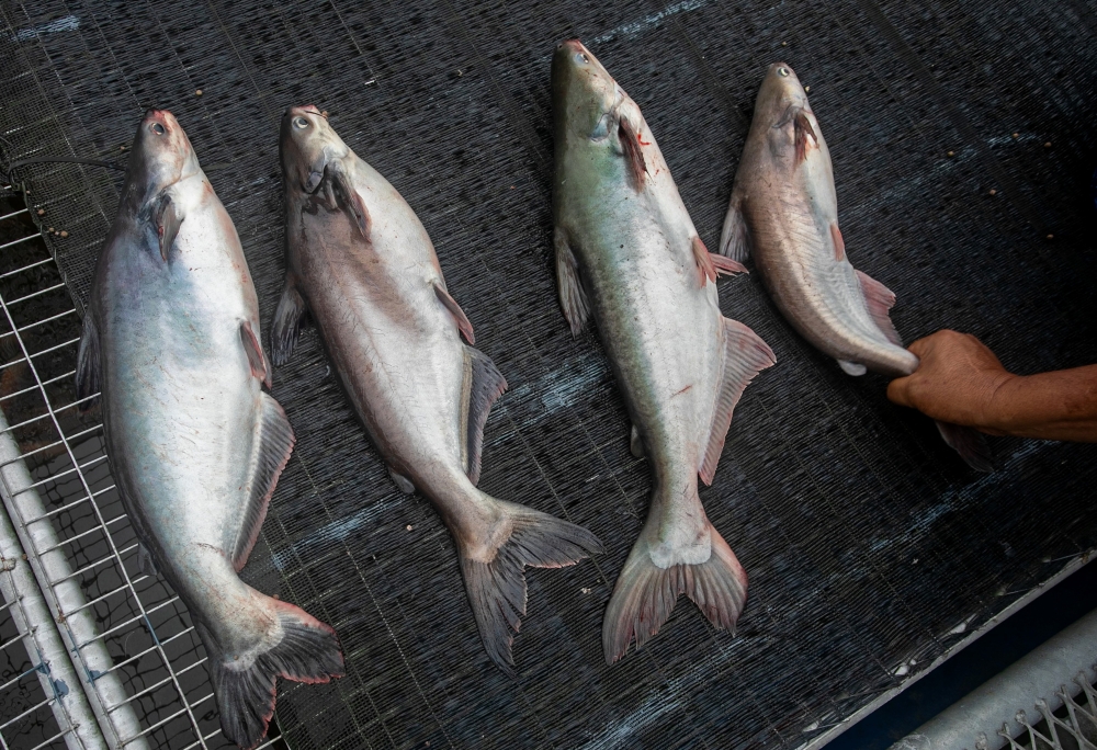Patin farmed in the Perak River comes in four varieties — patin buah, patin biasa, patin emas and patin lawang — all of which are marketed nationwide. — Bernama pic