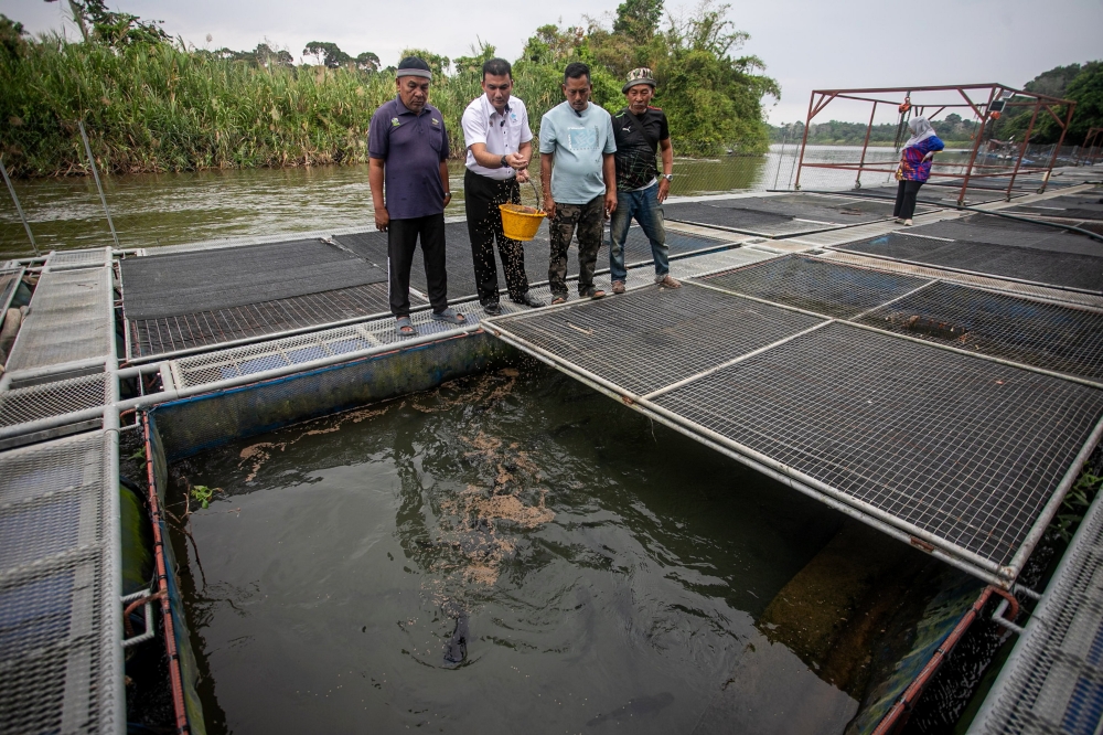 Perak State Fisheries Development Authority of Malaysia (LKIM) Director Ahmad Zulkifli Ismail (2nd left) was feeding Sungai Perak patin when met by Bernama at the Perak State LKIM Contract Farm Project in Kampung Mandah, Manong, recently. — Bernama pic