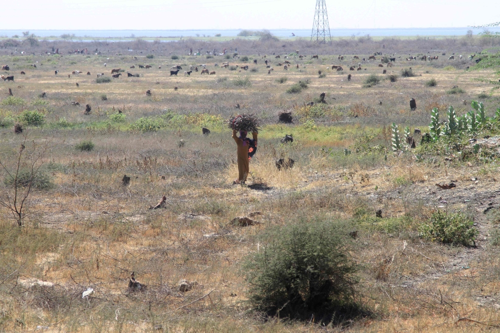 A Sudanese woman carries firewood collected from what remains of the Sunt Forest, an urban forest mainly made up of Acacia trees, and one of the oldest green spaces in the capital Khartoum on February 7, 2026. Vast stretches of a once-verdant acacia forest south of Sudan's capital Khartoum have been reduced to little more than fields of stumps as nearly three years of conflict have fuelled deforestation. — AFP pic 