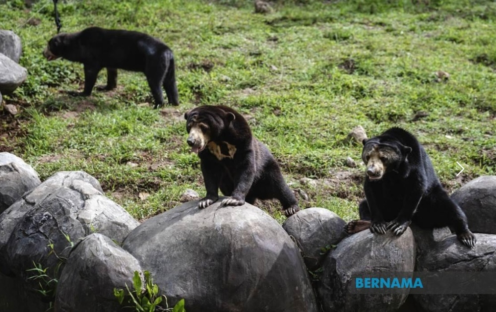 Tourists can experience close encounters with the Malayan Sun Bear at several key locations nationwide, including the Bornean Sun Bear Conservation Centre (BSBCC) in Sandakan, Sabah; Lok Kawi Wildlife Park, Sabah; and Matang Wildlife Centre, Sarawak. — Bernama pic