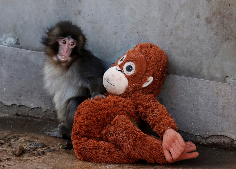 A baby Japanese macaque named Punch sits next to a stuffed orangutan at Ichikawa City Zoo, in Ichikawa, Chiba Prefecture, Japan, February 19, 2026. — Reuters pic  