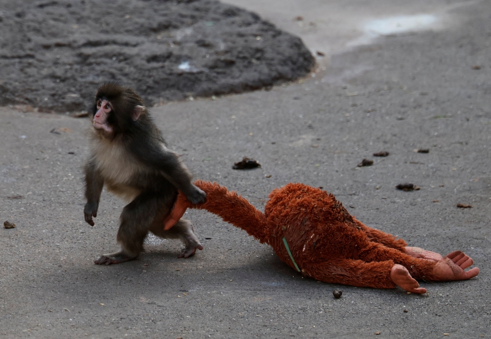 A baby Japanese macaque named Punch drags a stuffed orangutan at Ichikawa City Zoo, in Ichikawa, Chiba Prefecture, Japan, February 19, 2026. — Reuters pic  