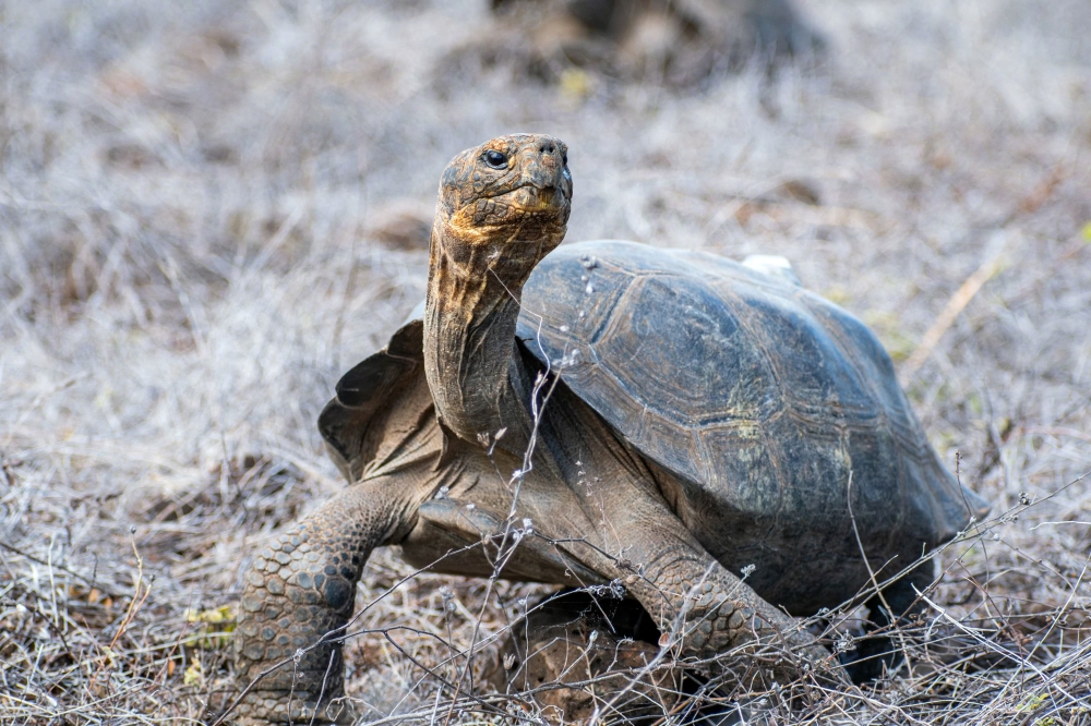 A Floreana giant tortoise (Chelonoidis niger) after being released by park rangers on Floreana Island, in the Galapagos archipelago, Ecuador, on February 20, 2026. — Ecuador’s Environment Ministry handout picture via AFP pic