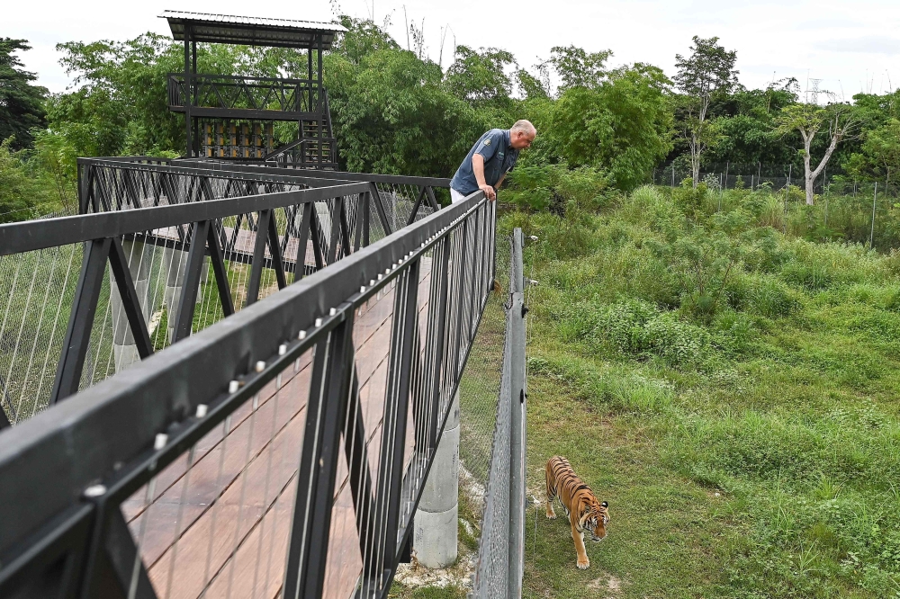 A tiger roams inside its enclosure as Wildlife Friends Foundation Thailand (WFFT) founder Edwin Wiek watches at the WFFT hospital in Phetchaburi province July 9, 2025. — AFP pic