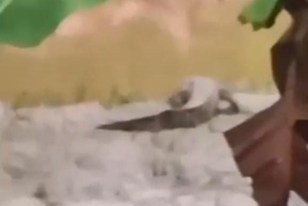 A crocodile spotted along the banks of Sungai Padas in Kg Melati. — Daily Express pic