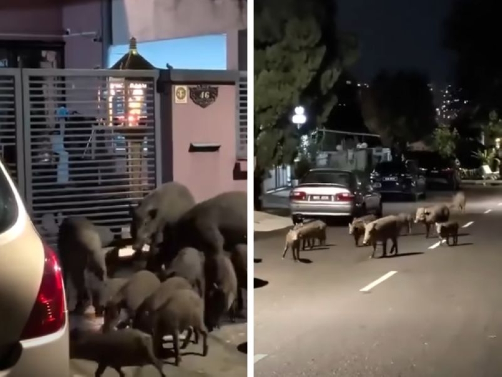 Wild boars crash a Malaysian home during Chinese New Year 2026. — Screenshots from Facebook/马来西亚投诉站
