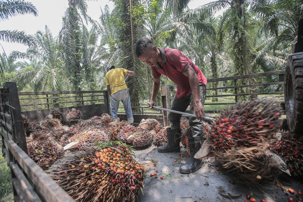 The plantation group, which cultivates oil palms and coconuts on 62,500 hectares in Malaysia (83 per cent) and Indonesia (17 per cent), employs 6,926 people. — Picture by Farhan Najib