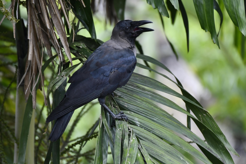 Culling crows using shotguns was halted in 2020 after incidents where pellets accidentally struck nearby homes. However, Minister Chee stated that alternative methods have failed to keep the situation under control.— Pexels pic
