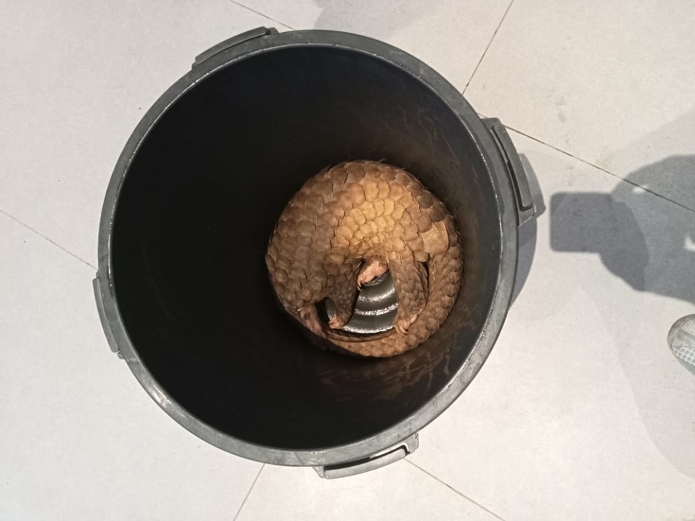 A pangolin is pictured inside a stock pot in Semporna, Sabah. — Sabah Wildlife Department pic
