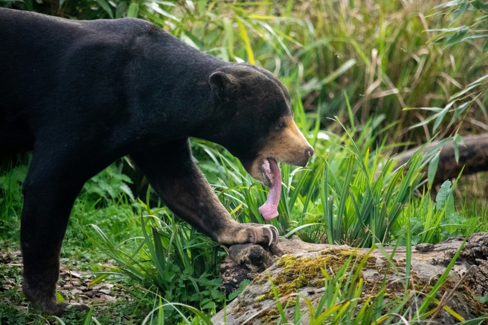 Sun bears (pictured) are native to peninsular Malaysia. Authorities are looking into a wildlife encounter in Gua Musang, Kelantan that left a 19-year-old forager injured on February 23, 2026. — Unsplash pic