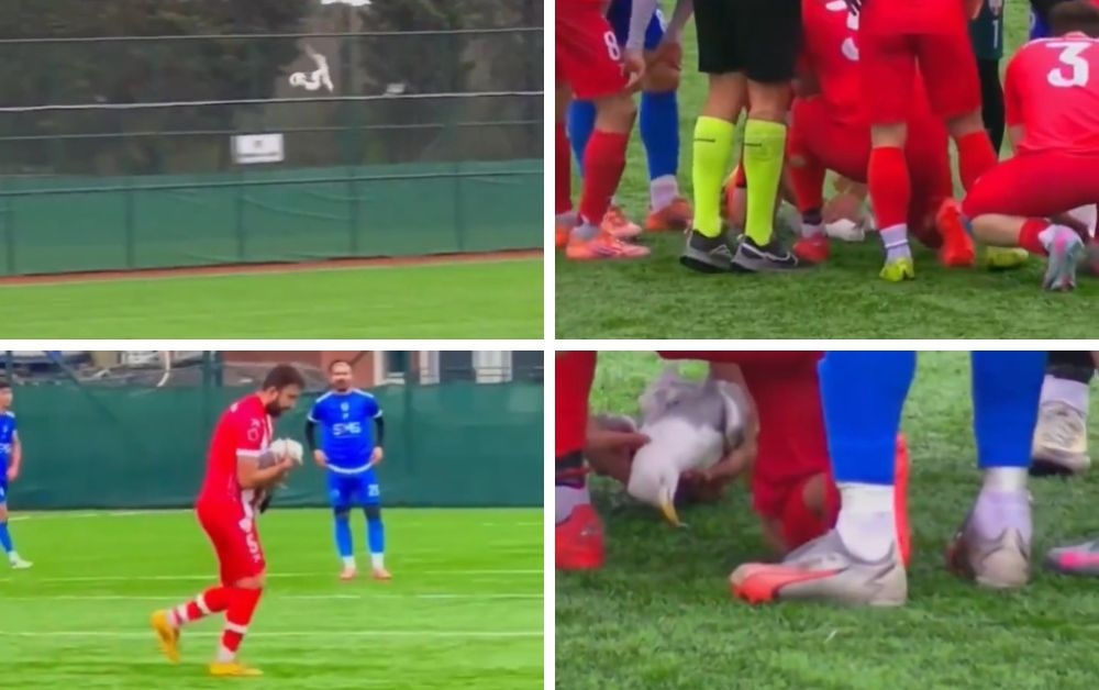 (Clockwise from top left) A low-flying gull got caught in the path of a clearance kick by Istanbul Yurdum Spor’s goalkeeper during an amateur playoff match against Mevlanakapi Guzelhisar, resulting in the club’s captain Gani Catan performing CPR on the bird. — Video screencaps via Reddit