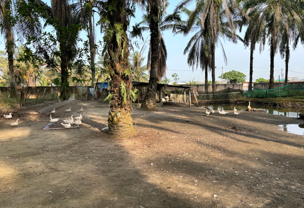 Visitors could feed small animals such as ducks at the Heartfield Sanctuary in Gopeng, Perak. — Picture by John Bunyan