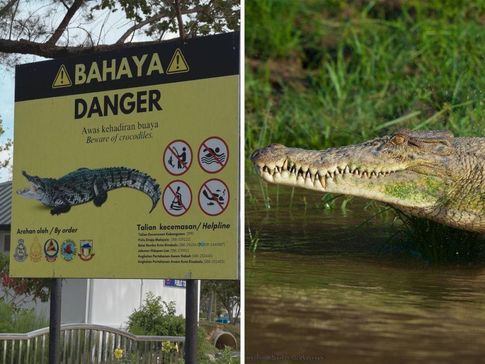 Crocodile experts at Danau Girang Field Centre said that despite increased sightings in urban areas, the attacks occur in rivers in rural areas not at sea, often when people swim, fish or wash at the same spots repeatedly. — Photo composite courtesy of Danau Girang Field Centre/Erna Mahyuni