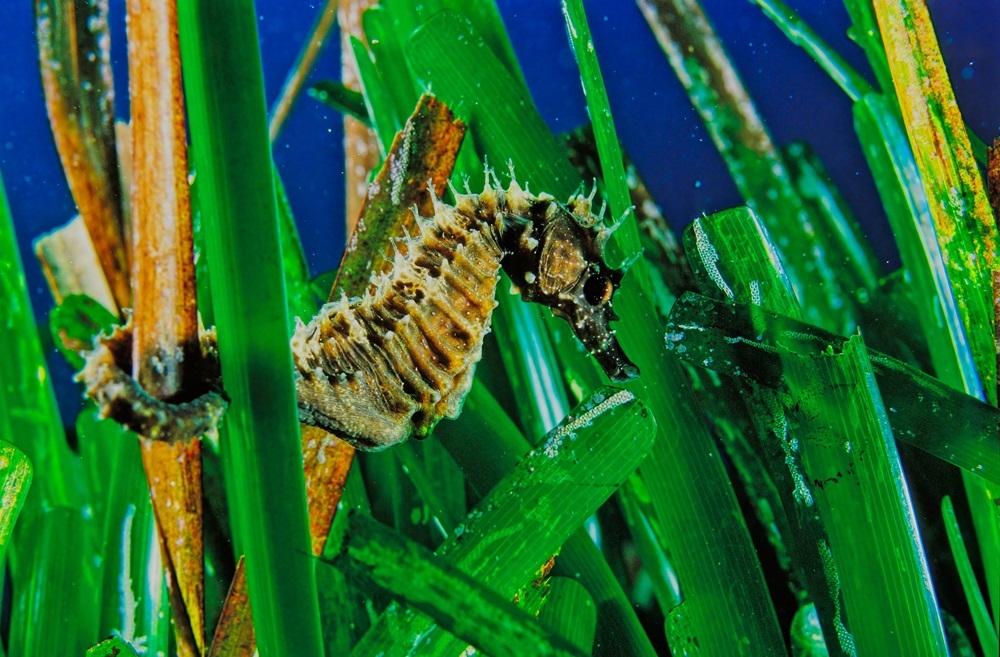 Like coral reefs, seagrass beds are key ecosystems for maintaining marine biodiversity. — Michel Viard/Getty Images/ETX Studio pic