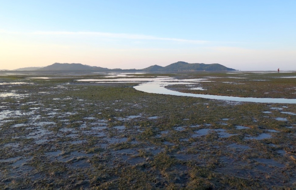 Intertidal seagrass meadow of Pulau Setindan, Johor. — Picture courtesy of Jillian Ooi