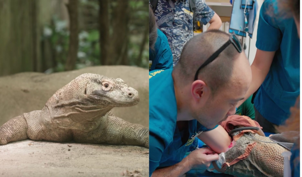 Vets at Mandai Wildlife Reserve work to remove two plush toys swallowed by Mario, a komodo dragon at the Singapore Zoo.