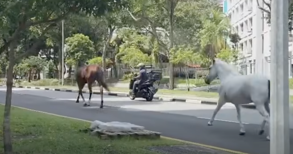 Two runaway horses trot along a Pasir Ris road in Singapore as a motorcyclist looks on, in an incident that drew police response on March 3. — Screengrab from Facebook video