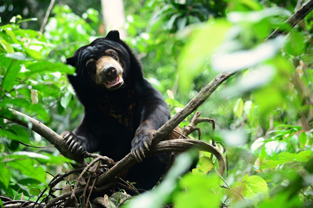 Kelantan Perhilitan said the adult sun bear was found to be healthy and non-aggressive before being released into a national park habitat. — File pic